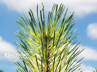 Pinus mugo Chameleon