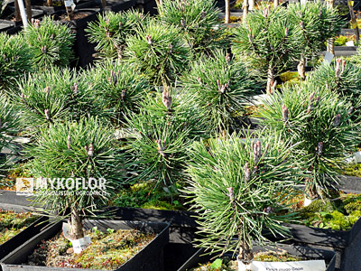Pinus mugo Gnom