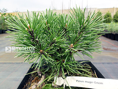 Pinus mugo Gnom