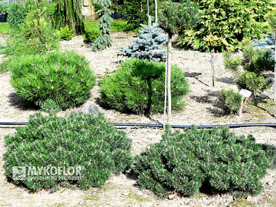 Pinus mugo Humpy Pa nisko