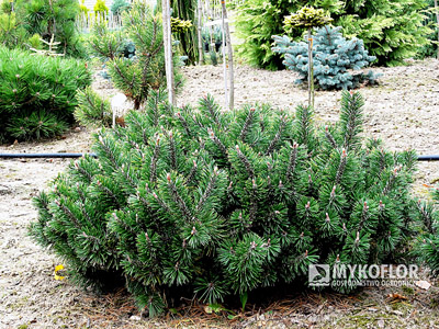 Pinus mugo Humpy Pa nisko 3