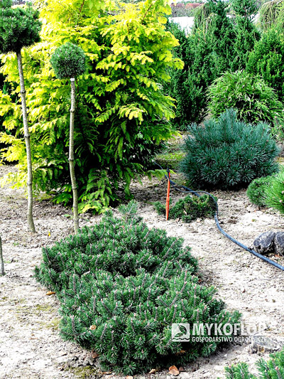 Pinus mugo Humpy - Pa nisko