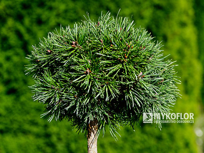 Pinus mugo Hvoždany – roślina zaszczepiona na pniu