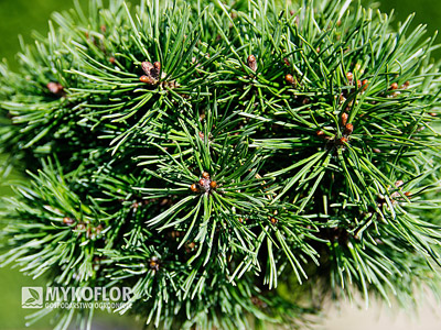 Pinus mugo Hvoždany – zbliżenie igieł