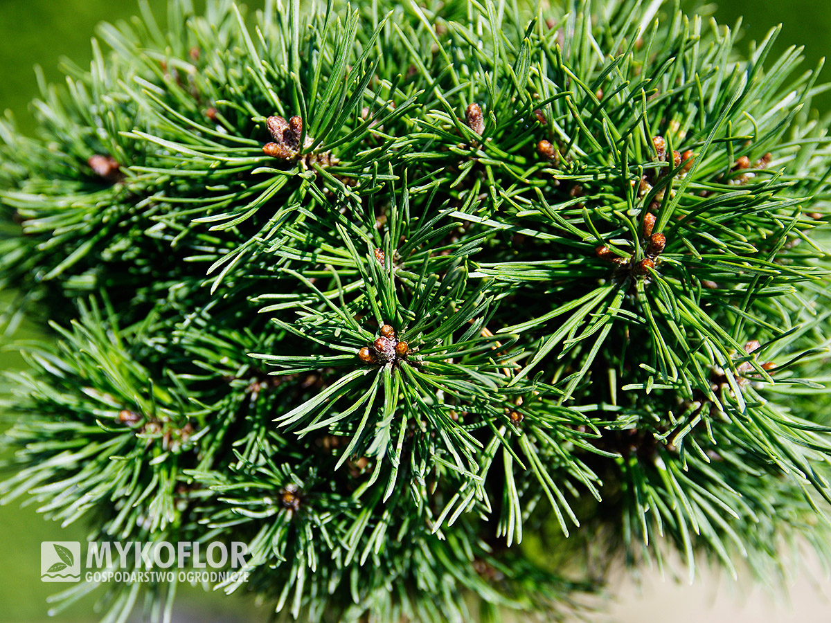 Pinus mugo Hvoždany – zbliżenie igieł