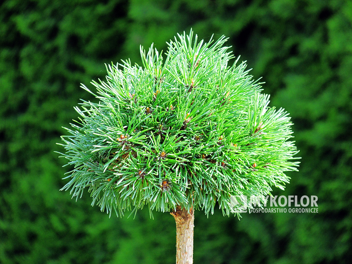 Pinus mugo Hvoždany – roślina zaszczepiona na pniu