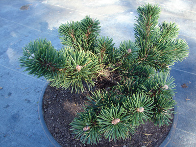 Pinus mugo Jacobsen