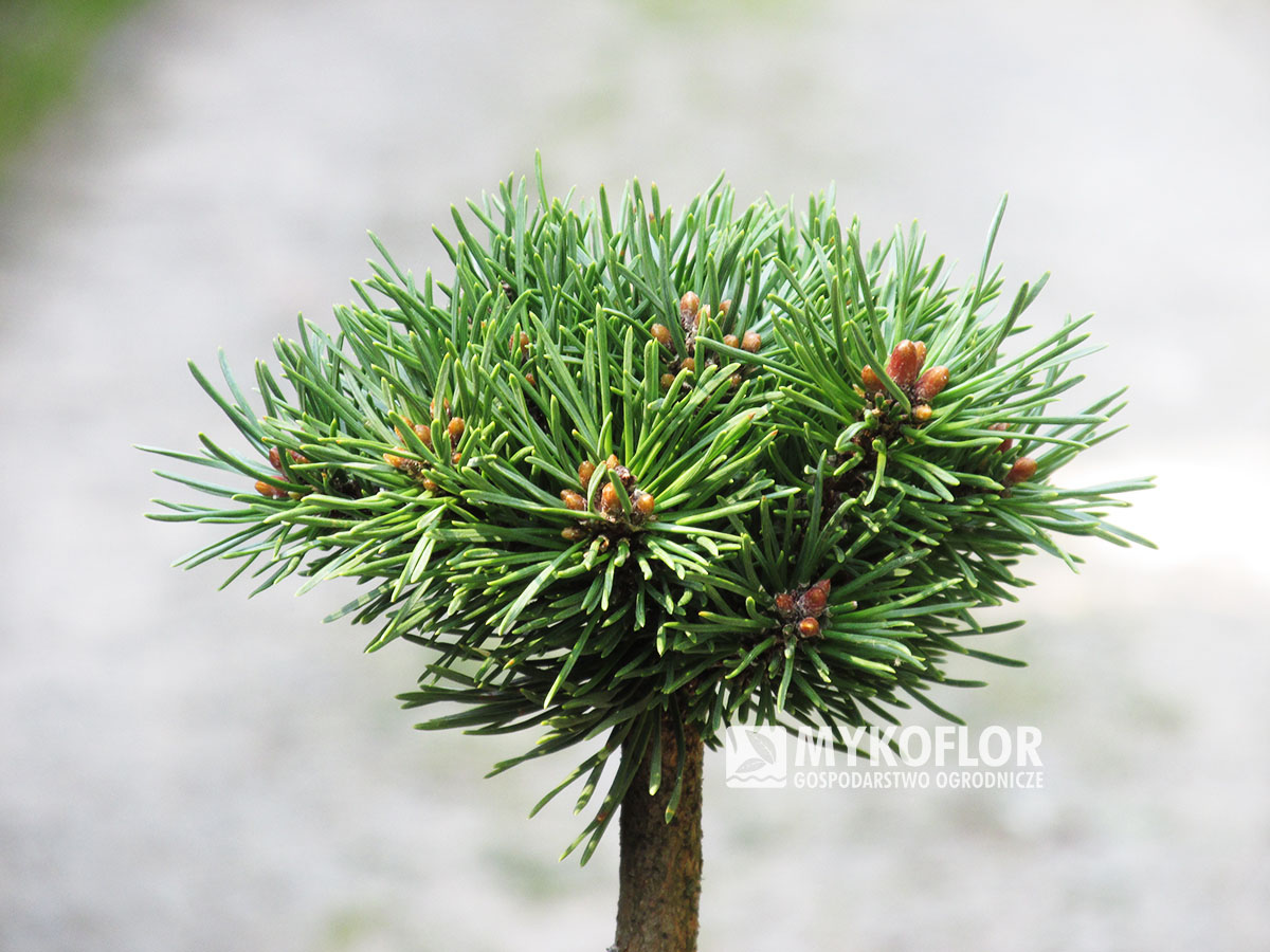 Pinus mugo Jilemnice – przykładowy materiał oferowany do sprzedaży