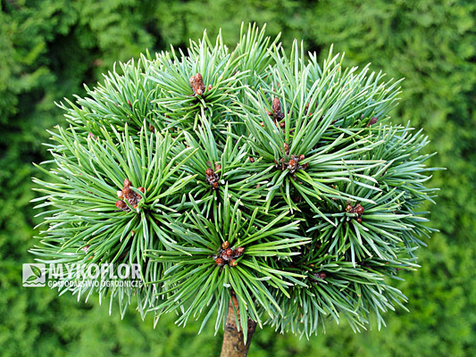 Pinus mugo Kleiner Prinz