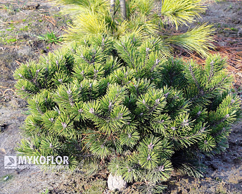 Pinus mugo Kobold