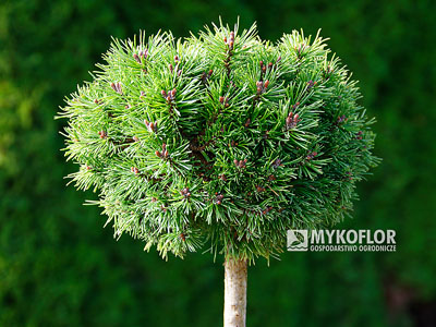Pinus mugo Kuck’s Minimops