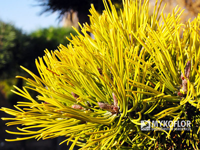 Pinus mugo Laarheide