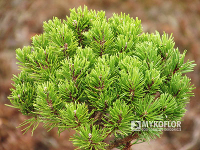 Pinus mugo Lány 2