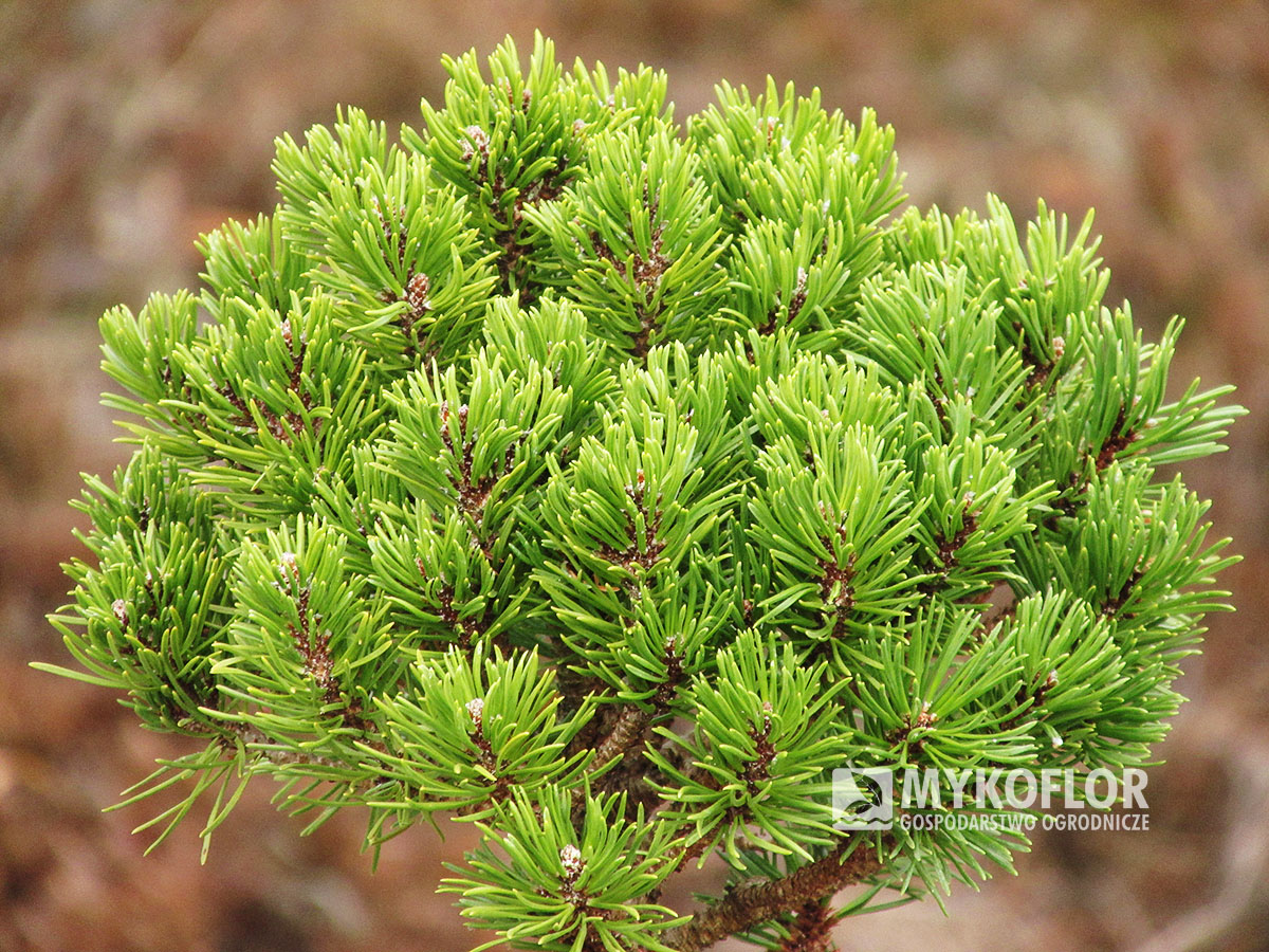 Pinus mugo Lány 2