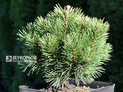 Pinus mugo Liliput