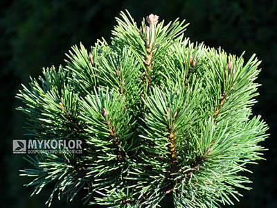 Pinus mugo Liliput
