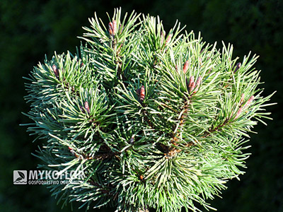 Pinus mugo Little Lady