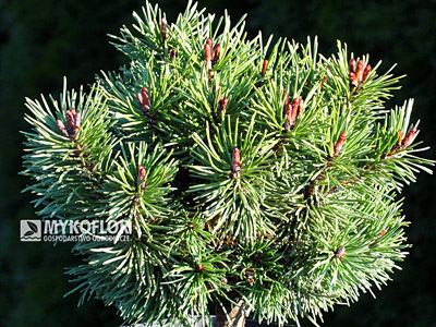 Pinus mugo Little Lady