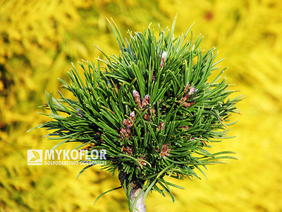 Pinus mugo Manuel