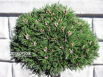 Pinus mugo Mini Mini