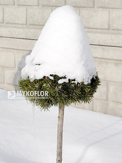 Pinus mugo Mini Mini 3
