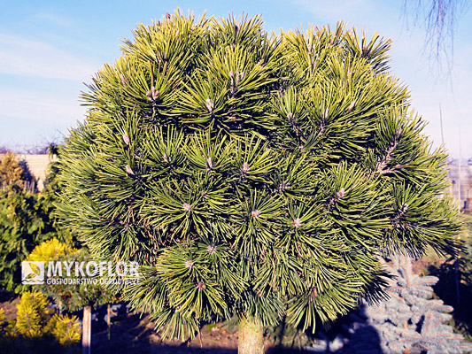 Pinus mugo Mini Mops