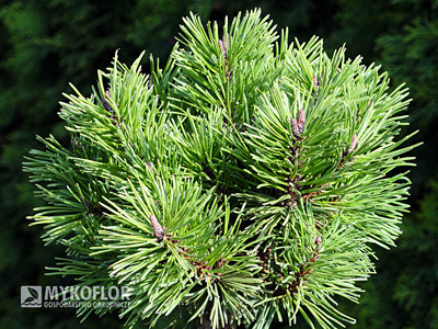 Pinus mugo Mini Mops