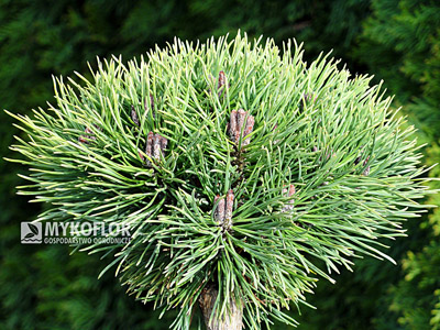Pinus mugo Minikin Pa 40cm