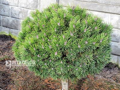 Pinus mugo Minikin Pa 40cm
