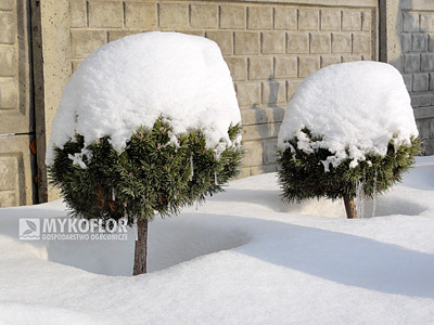 Pinus mugo Minikin Pa 40cm