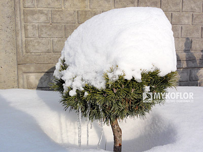 Pinus mugo Minikin Pa 40cm
