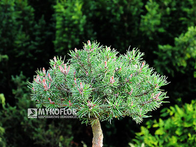 Pinus mugo Minima Kalous