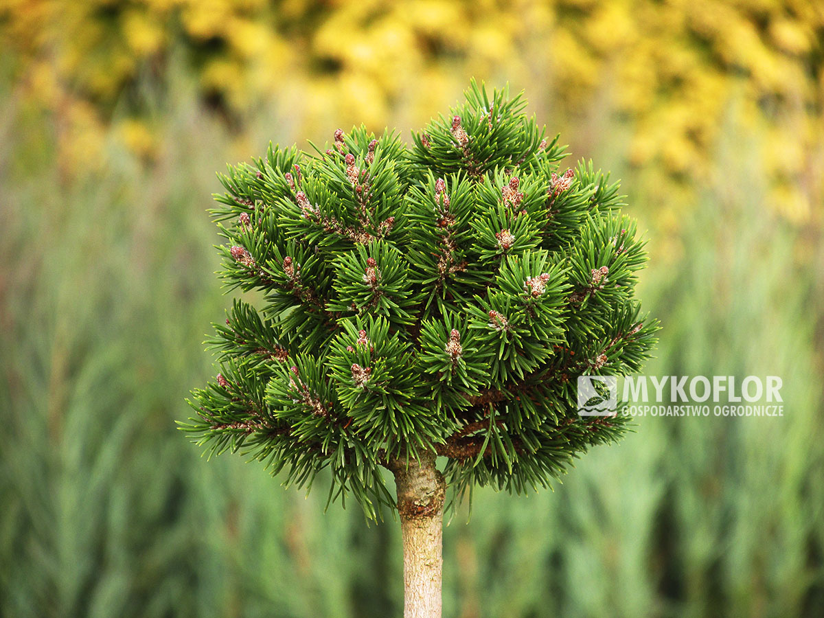 Pinus mugo Mops Dlouhý Důl
