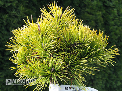 Pinus mugo Mops Gold
