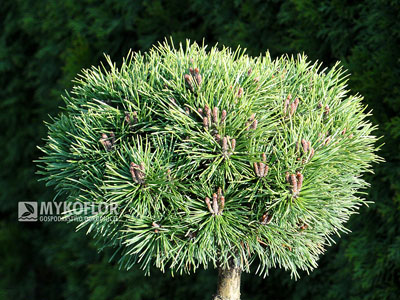 Pinus mugo Mops Midget
