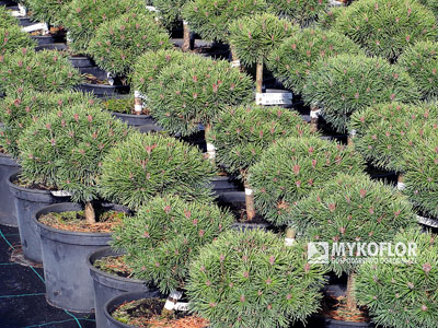 Pinus mugo Mops Midget
