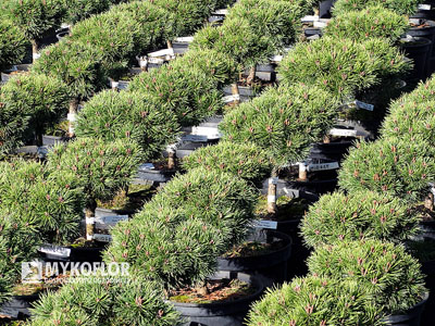 Pinus mugo Mops Midget