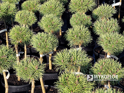 Pinus mugo Mops Midget Pa 40cm