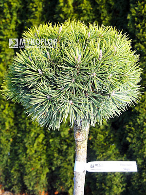 Pinus mugo Mops Pa 40cm