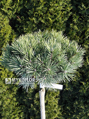 Pinus mugo Mops Pa 60cm