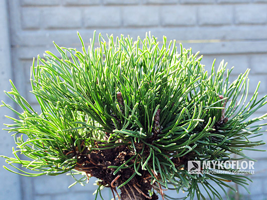 Pinus mugo Picobello