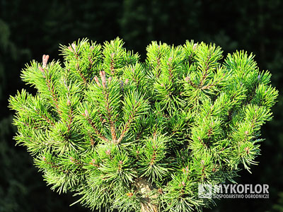 Pinus mugo Short Needle