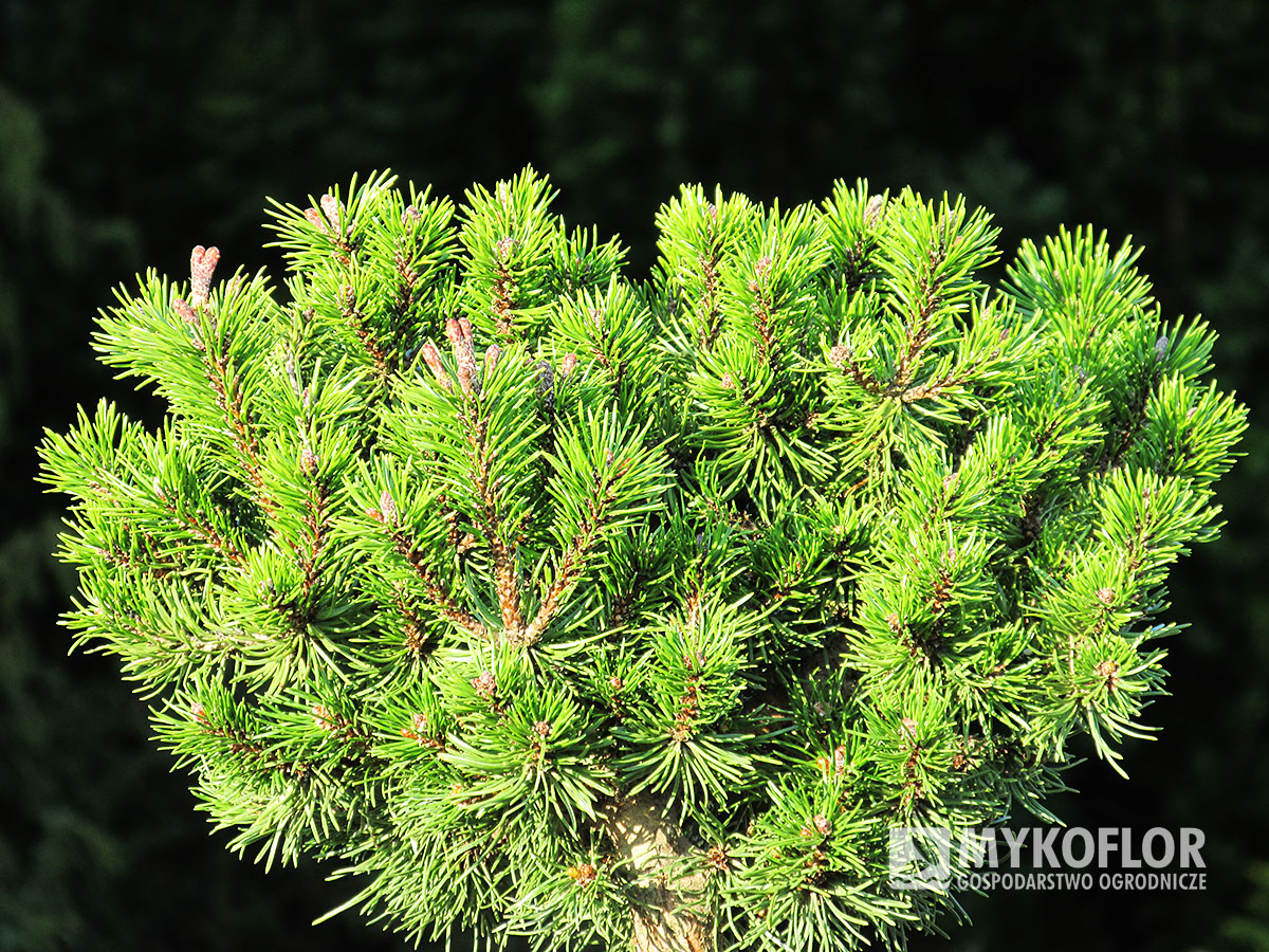 Pinus mugo Short Needle