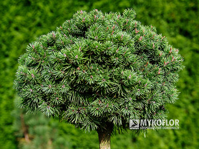 Pinus mugo Shorty