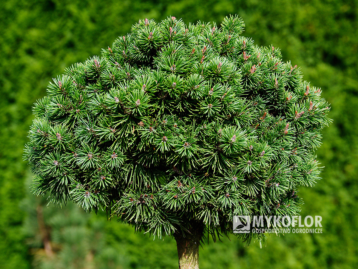 Pinus mugo Shorty