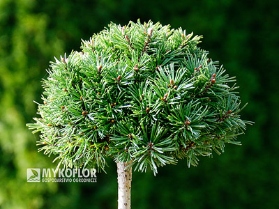 Pinus mugo Shorty