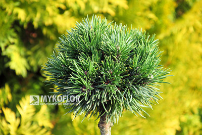 Pinus mugo subsp. uncinata Absolut