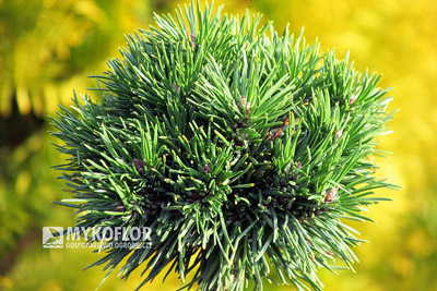 Pinus mugo subsp. uncinata Absolut