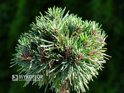 Pinus mugo subsp. uncinata Absolut