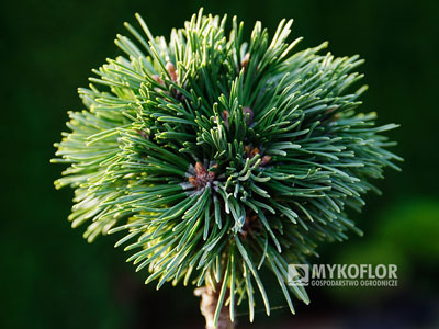 Pinus mugo subsp. uncinata Balalajka (San Sebastian 228)